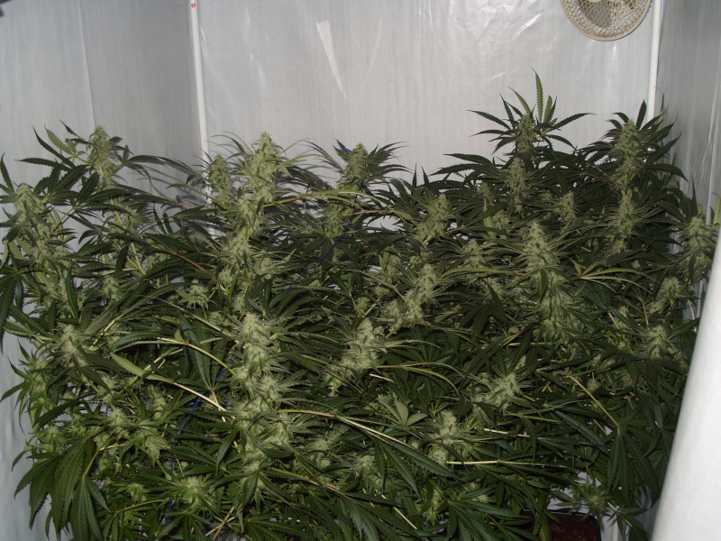 lst cannabis