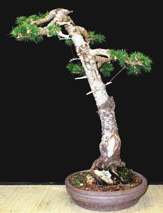 Bunjin Bonsai