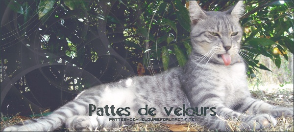 Forum sur les chats: Un amour à pattes de velours