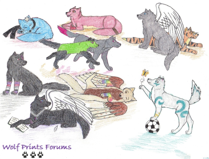 Wolf Prints Forums