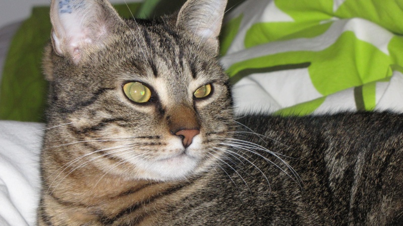 oeil purulent - Forum sur les chats oeil purulent - Forum sur les chats