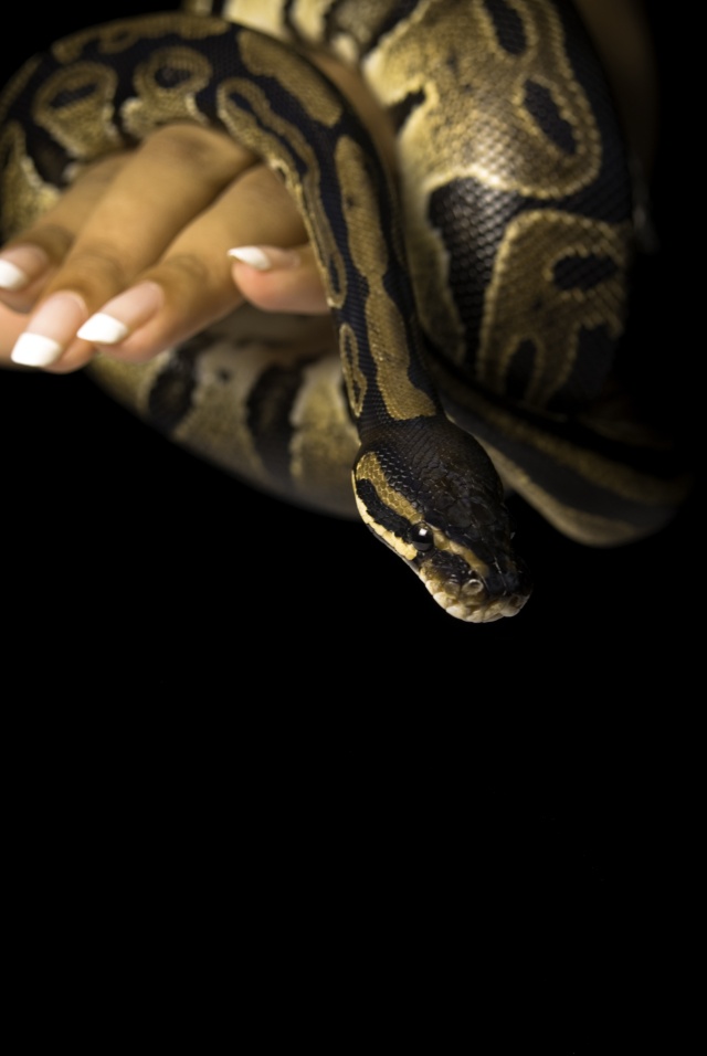 [Photos] Photos studio avec mes serpents - Forum Tatouage et Piercing 