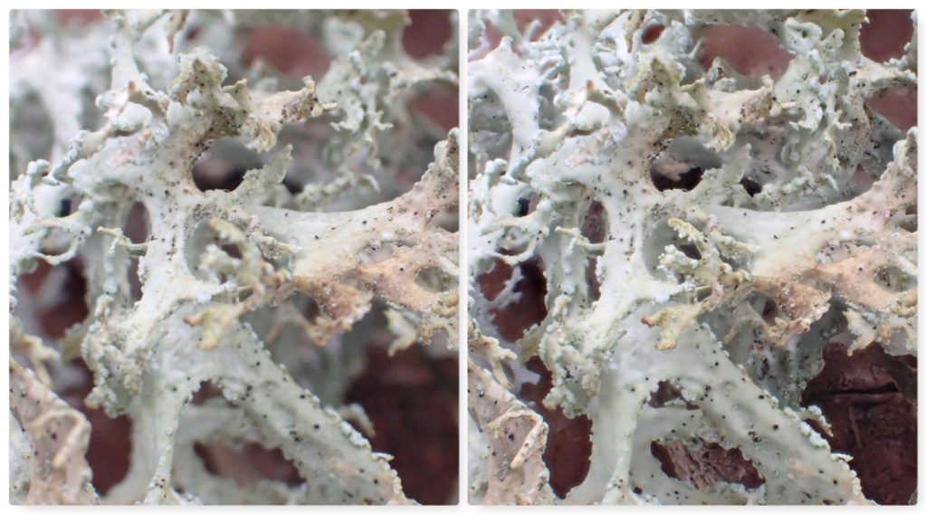 lichen10.jpg