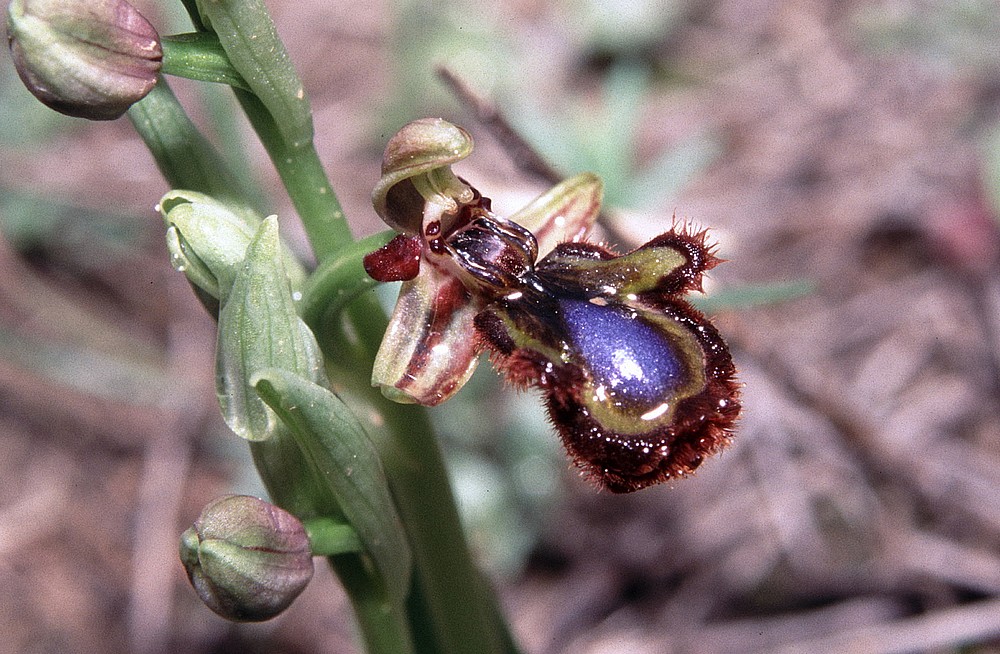 ophrys33.jpg