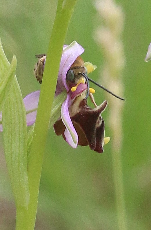 ophrys38.jpg