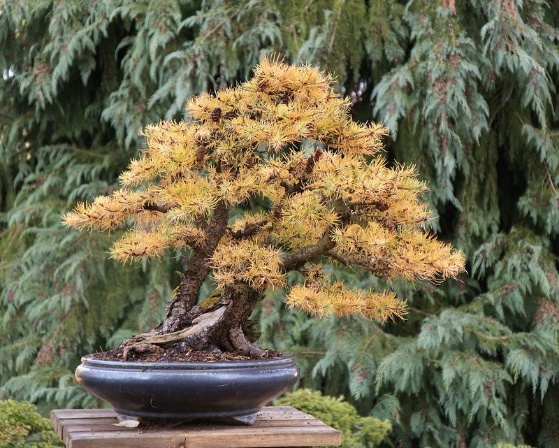 larix_29.jpg