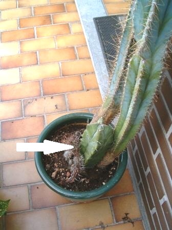 cactus12.jpg