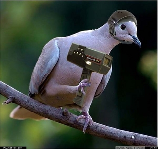 [Image: pigeon10.jpg]