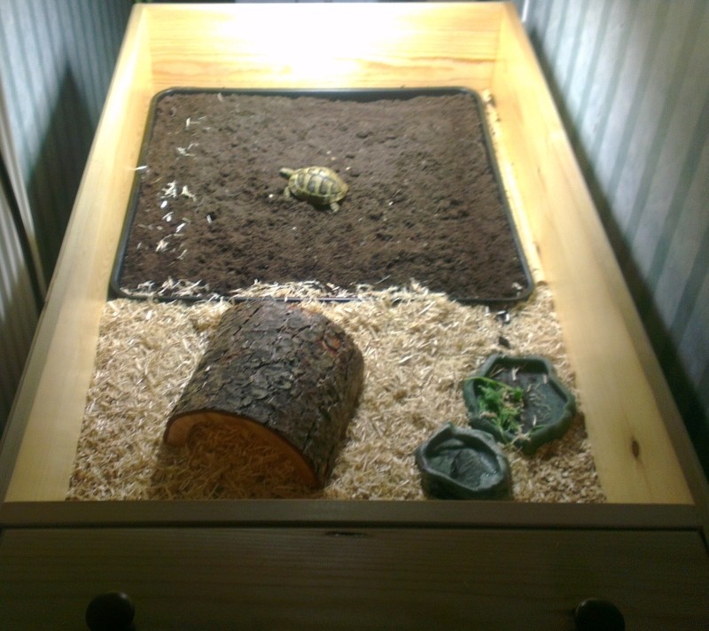 Great News - Hermann Tortoise - Tortoise Forum