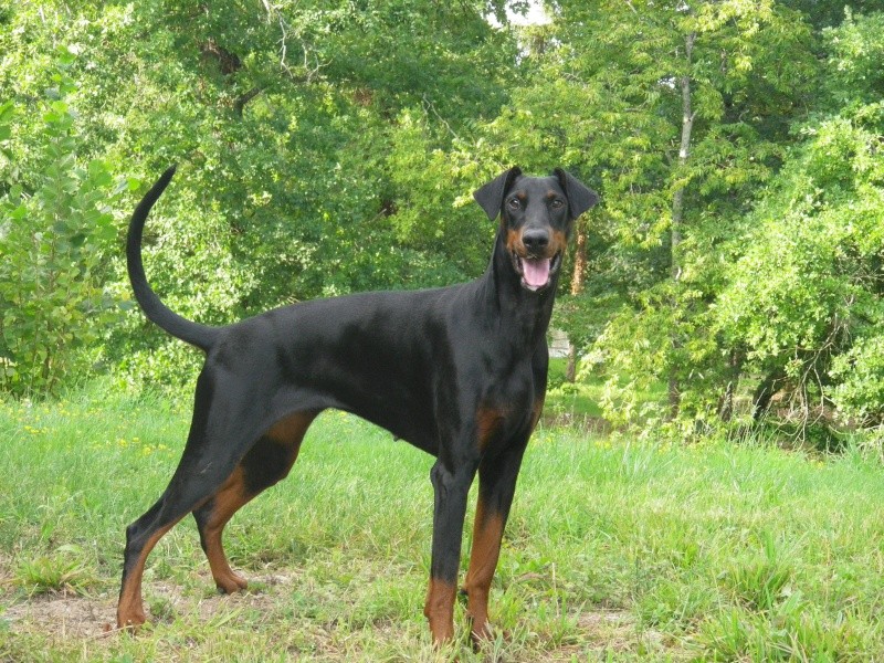 Doberman Sans Queue Et Oreilles Coupees Dobermann Oreilles Et Queue Non Coupées | AUTOMASITES