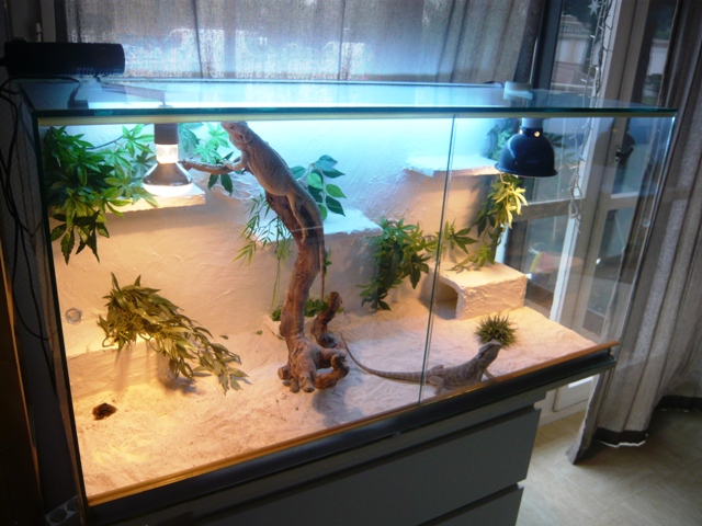 Fabrication Du Terrarium De Pongo Mon Pogona