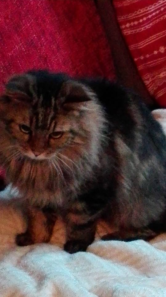 Chat villeneuve saint georges