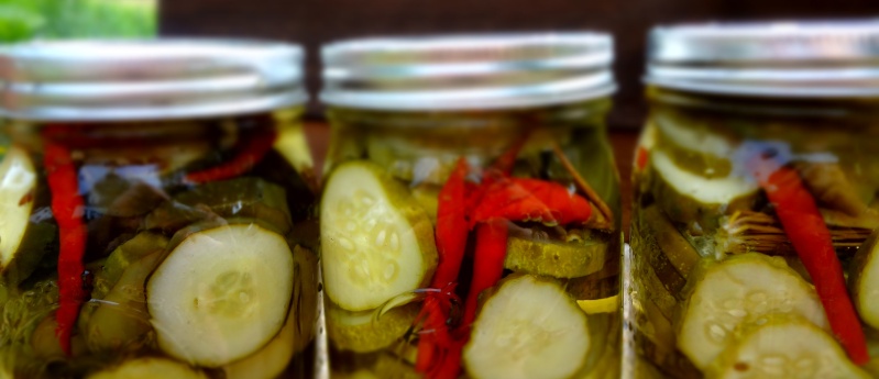 pickle13.jpg