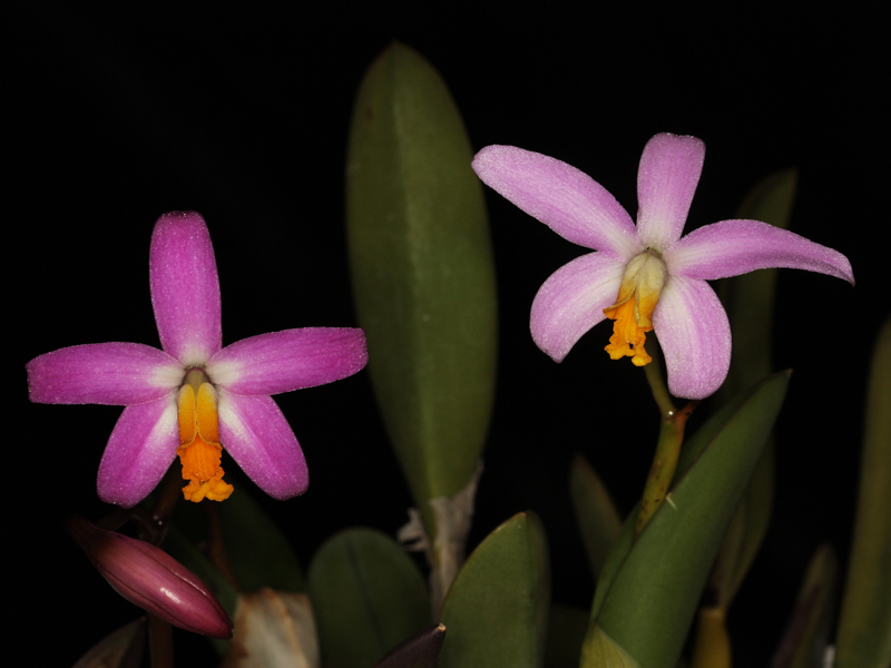 laelia19.jpg