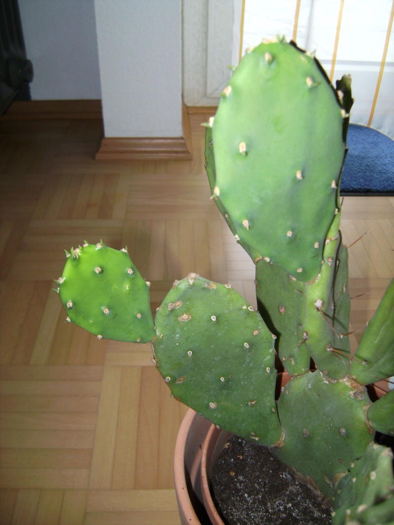 kaktus14.jpg