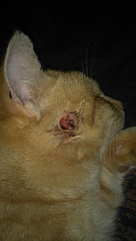 Mon Chat A Une Blessure A La Joue Forum Sur Les Chats