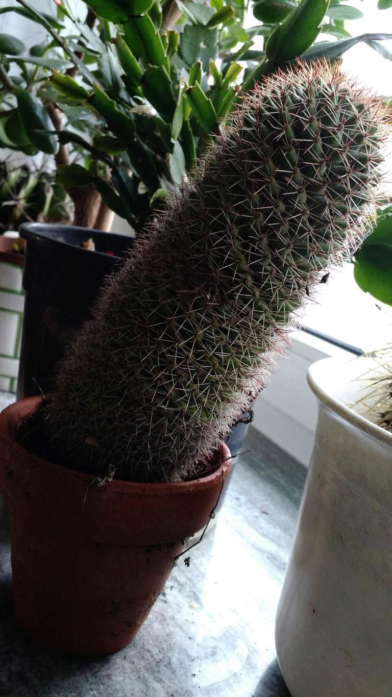 kaktus15.jpg