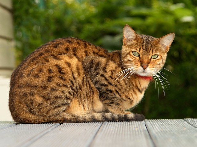 bengal10.jpg