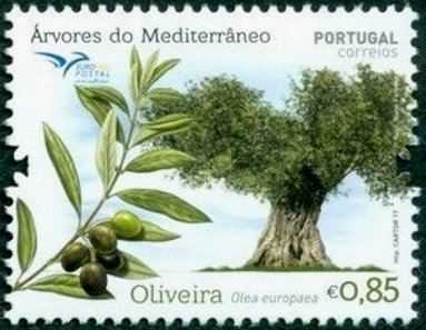 olive-10.jpg